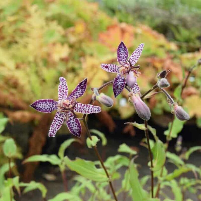 Tricyrtis 'Empress' ---